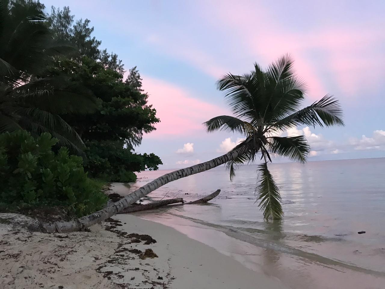 Сейшелы, одинокая пальма на пляже
